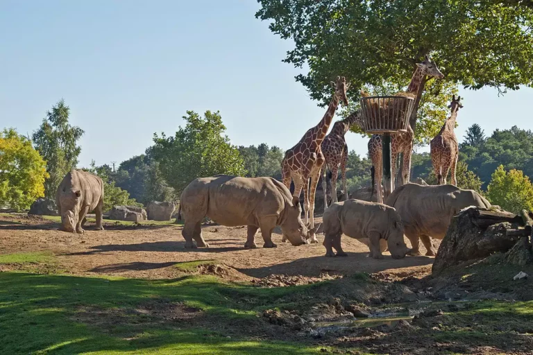 plaine africaine Zoo de Beauval