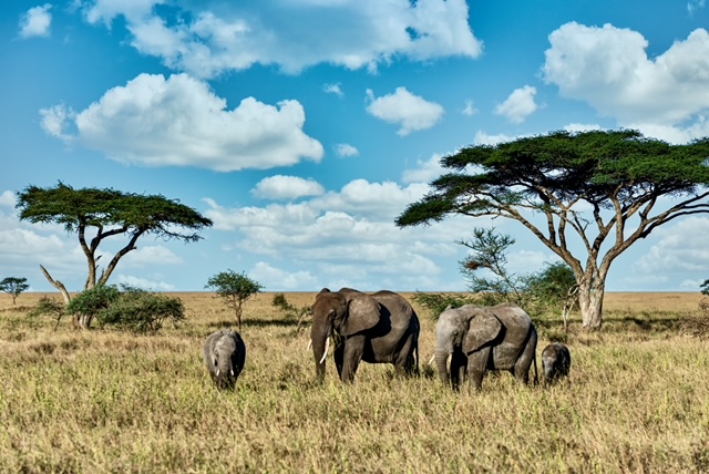 A group of elephants walking on the dry grass in the wilderness