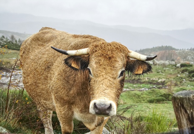 Lozère la ferme